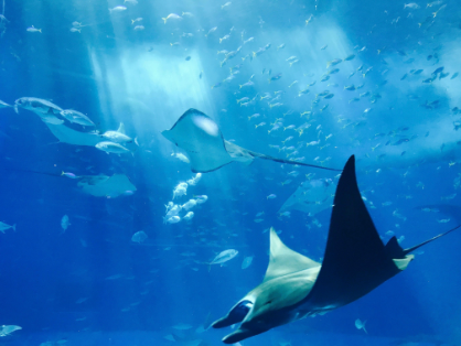 Dubai mall aquarium
